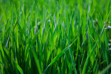 Fototapeta na wymiar Green grass in the field, spring scene in rural area