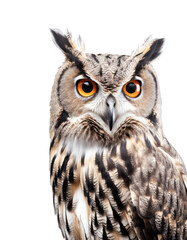 portrait of a large owl looking directly at the camera isolated over a transparent background, cut-out animal, wildlife  or domestic forest design element, generative AI - 601842835