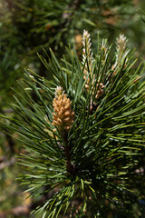 close up of pine needles. Branch of pine free with kidneys in the spring in the forest. Selective focus. vertical