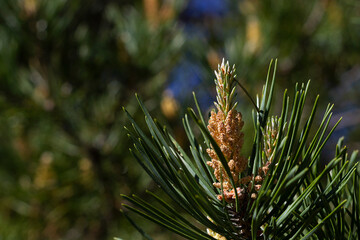 Obraz premium close up of pine cones. close up of pine needles. Branch of pine free with kidneys in the spring in the forest. Selective focus