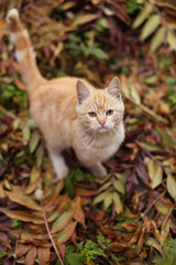 Naklejka na ściany i meble Cat walks in the autumn park