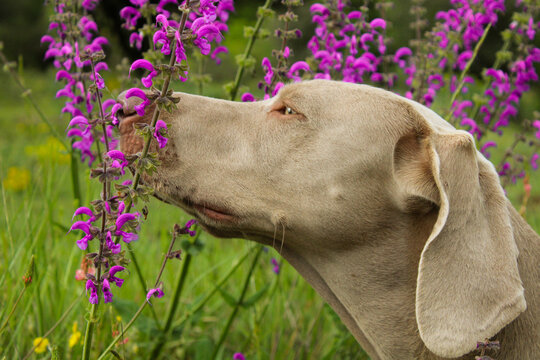 female dog smelling spring flowers