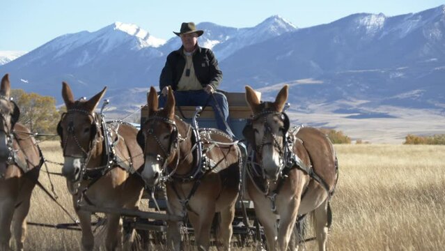 Older man drives wagon pulled by four mules in front of snowy mountains