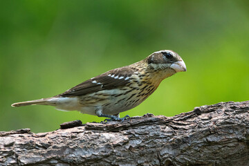 Female Rose-Breasted Grosbeak.