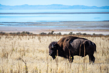 wild american bison in yellowstone national park