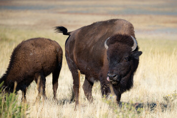 wild american bison in yellowstone national park