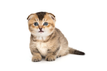 Funny Scottish fold kitten