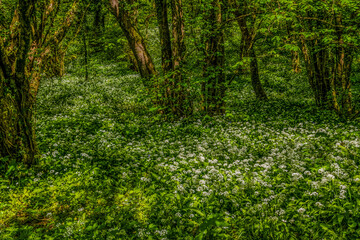 Fototapeta premium Wild Flowers Garlic Bluebells