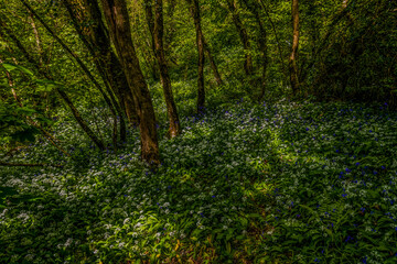 Fototapeta premium Wild Flowers Garlic Bluebells