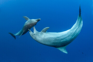 Naklejka na ściany i meble Bottlenose dolphin, French Polynesia
