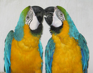 Blue-and-yellow macaw (Ara ararauna) poprtrait