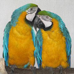Blue-and-yellow macaw (Ara ararauna) poprtrait