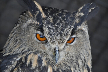 Eurasian eagle-owl (Bubo bubo) portrait