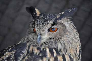 Eurasian eagle-owl (Bubo bubo) portrait