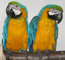 Blue-and-yellow macaw (Ara ararauna) poprtrait