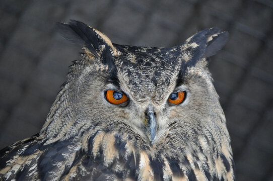 Eurasian eagle-owl (Bubo bubo) portrait