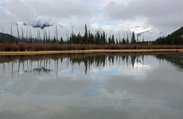 The trees on Vermilion Lake, Canada