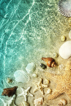 Starfish and seashell on the summer beach in sea water. Summer background. Summer time.