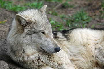 Obraz na płótnie Canvas Sleeping Wolfdog - Canada