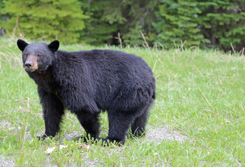 Obraz na płótnie Canvas Black bear, Canada