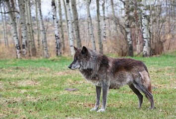 Black Wolfdog alpha - Canada
