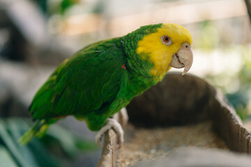 Yellow-green parrot near to the feeder