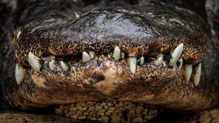 Obraz premium Alligator mouth with bad teeth 