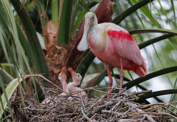 Roseate spoonbill nest in Florida 
