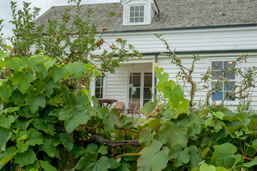 Fototapeta na wymiar Grape vine and old apple tree in front of white wooden cottage