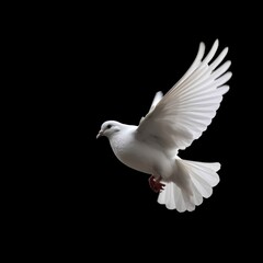 Obraz premium Flying white dove isolated on a black background. Generative AI