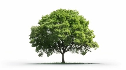 Fototapeta na wymiar Growing tree isolated on a white background. Generative AI