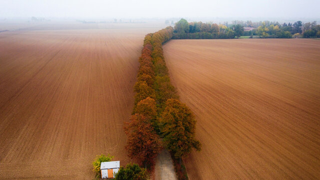Aerial view of a treelined road between ploughed fields, Alessandria, Piedmont, Italy