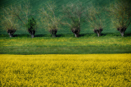 Row of mulberry trees bordering a rapeseed field, Lobbi, Alessandria, Piedmont, Italy