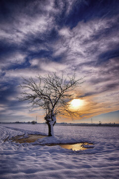 Lone mulberry tree in a snowy field in winter, San Giuliano Nuovo, Alessandria, Piedmont, Italy
