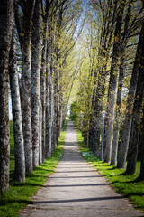 Walk with trees in the Charlemagne park in Santiago de Compostela. Road with big trees in spring