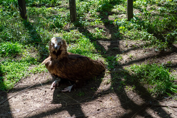 A black vulture from the hawk family
