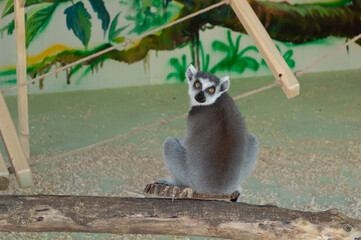 A lemur at the zoo looks through the glass