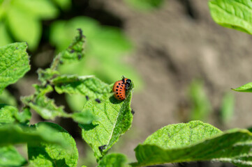 Colorado potato beetle on a potato plantation