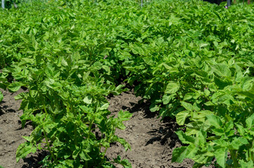 Plantation of new potatoes on a spring day