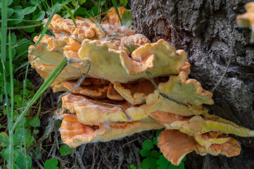 Red-yellow mushrooms on the trunk of a tree