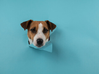 Funny dog muzzle jack russell terrier sticks out of a hole in a blue cardboard background. 