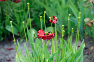 Colorful plants in spring garden