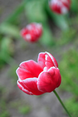 Colorful plants in spring garden