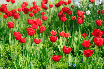 Fototapeta na wymiar Colorful plants in spring garden