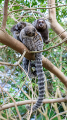 Monkey in Red Beach Urca Sugar Loaf Rio de Janeiro Brazil
