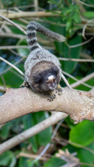 Monkey in Red Beach Urca Sugar Loaf Rio de Janeiro Brazil