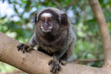 Monkey in Red Beach Urca Sugar Loaf Rio de Janeiro Brazil