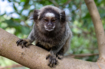 Monkey in Red Beach Urca Sugar Loaf Rio de Janeiro Brazil