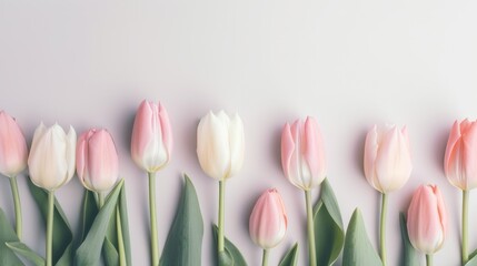 Rows of pink and white tulips on a soft pale blush background with copy space. Generative AI.