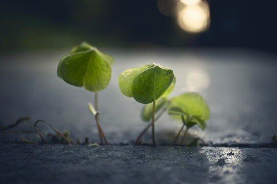 Tiny wood sorrel leaves and closed bud growing between marble blocks in sunset light background